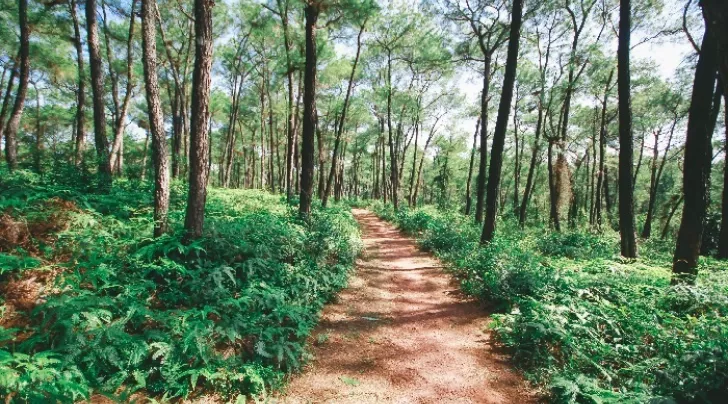 doi thien an hue