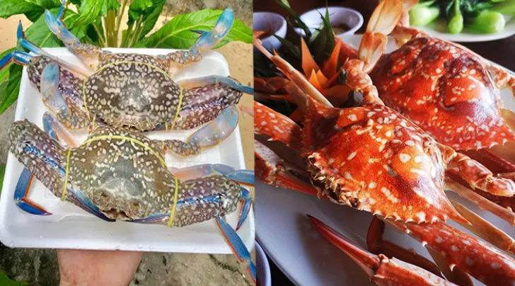 Ghẹ Hàm Ninh Phú Quốc