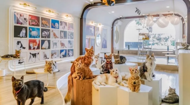 cafe thú cưng ở Sài Gòn