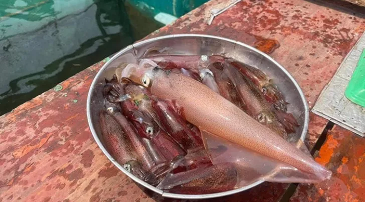 mực nhảy Vũng Áng