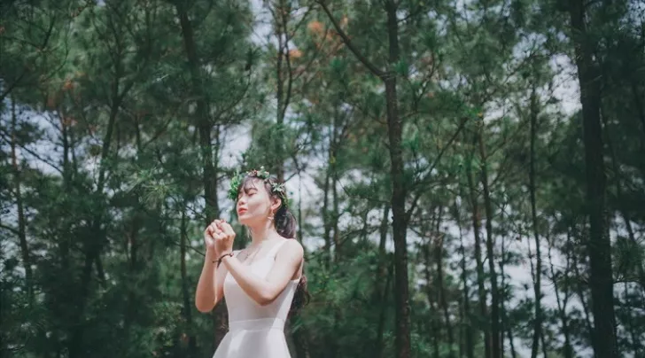 rừng thông Bồ Bồ 
