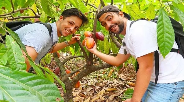vườn cacao Mười Cương