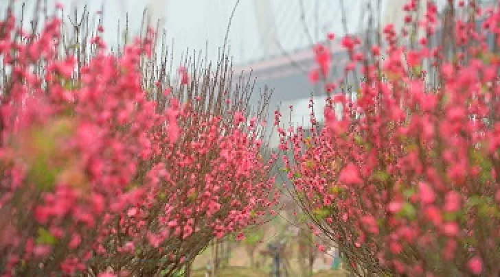 Du lịch Tết Hà Nội