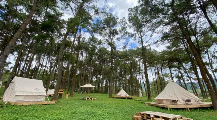 Forest in Vietnam