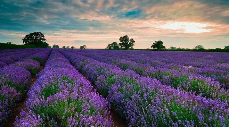 Dalat Flower Park