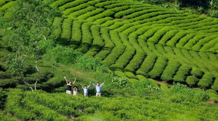 Đồi chè Cầu Đất