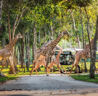 Vinpearl Safari Phú Quốc 