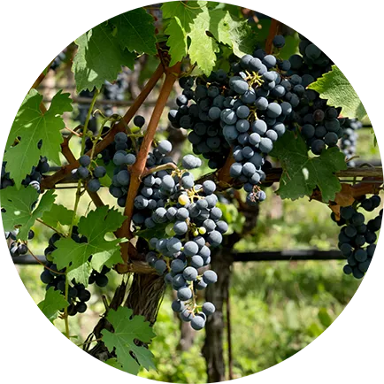Tatachilla Shiraz Cabernet