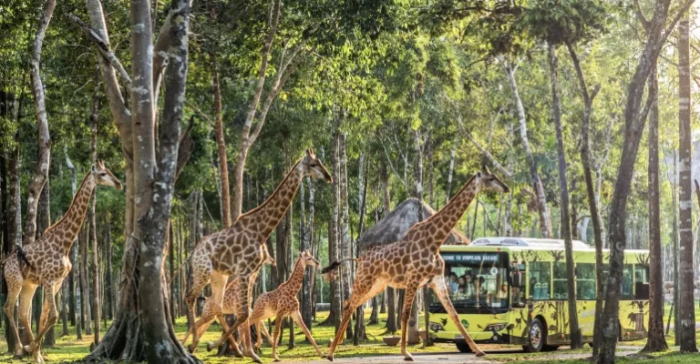 Vinpearl Safari Phú Quốc