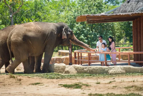 Hinh-anh-VinWonders-Nam-Hoi-An-River-Safari-3x2-so-9