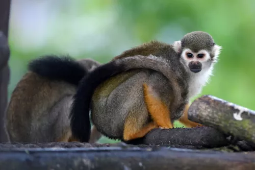 Hinh-anh-VinWonders-Nam-Hoi-An-River-Safari-khu-linh-truong-3x2-so-13