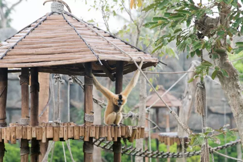 Hinh-anh-VinWonders-Nam-Hoi-An-River-Safari-khu-linh-truong-3x2-so-5