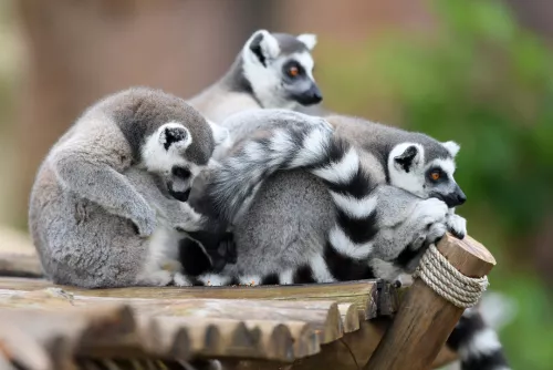 Hinh-anh-VinWonders-Nam-Hoi-An-River-Safari-khu-linh-truong-3x2-so-8