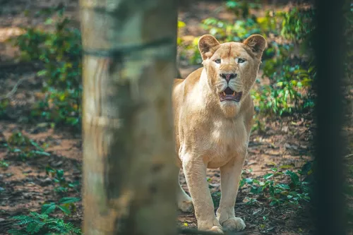 Hinh-anh-Vinpearl-Safari-Phu-Quoc-14