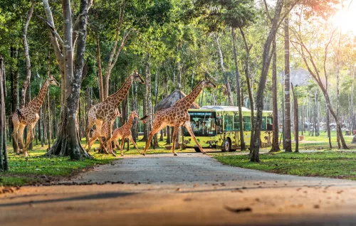 Hinh-anh-Vinpearl-Safari-Phu-Quoc-21