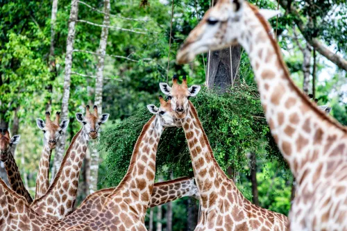 Hinh-anh-Vinpearl-Safari-Phu-Quoc-5
