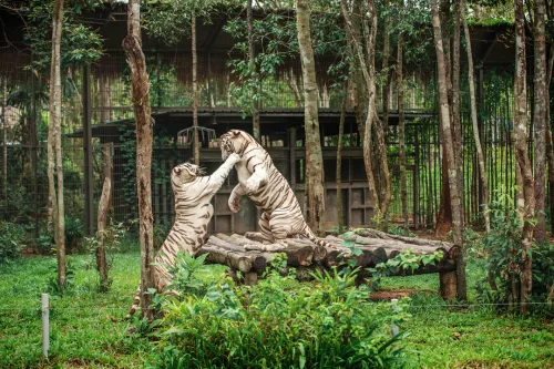 Hinh-anh-Vinpearl-Safari-Phu-Quoc-63
