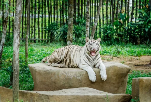 Hinh-anh-Vinpearl-Safari-Phu-Quoc-90