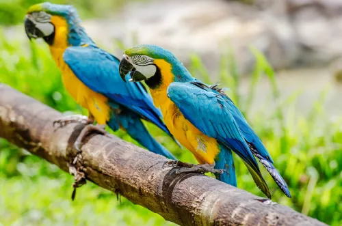 Hinh-anh-Vinpearl-Safari-Phu-Quoc-San_khau_chim_11